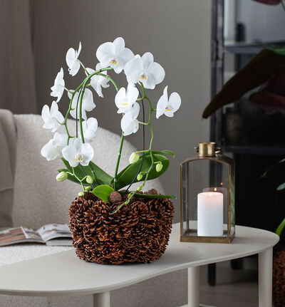 Kongle blomsterpotte 17 cm Kongle blomsterpotte 17 cm